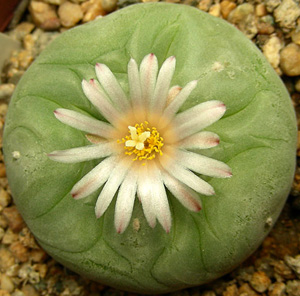 Lophophora Diffusa